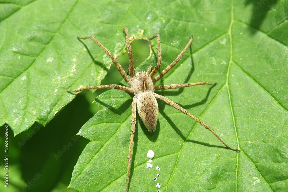 Nursery spider on green leaf in the garden, closeup Nursery spider on green leaf in the garden, closeup