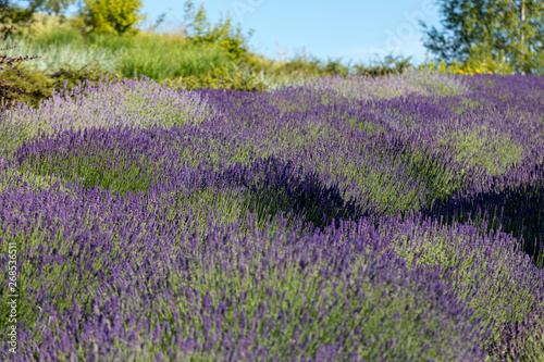  the blooming lavender flowers in Provence  near Sault  France