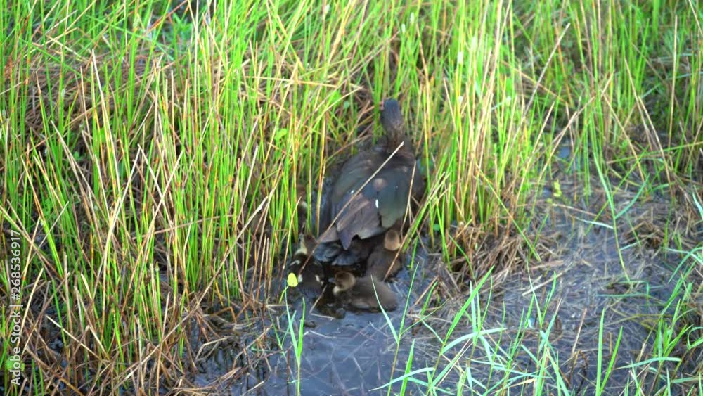  La mamá pata guía a sus patitos entre las hierbas mojadas..