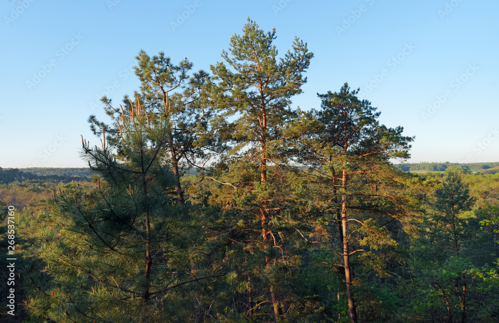 Trois pignons forest panorama in Île de France Trois pignons forest panorama in Île de France