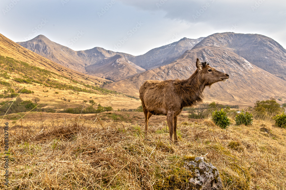 Red Deer in the Scottish Highlands near Glen Coe Red Deer in the Scottish Highlands near Glen Coe
