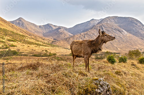 Red Deer in the Scottish Highlands near Glen Coe