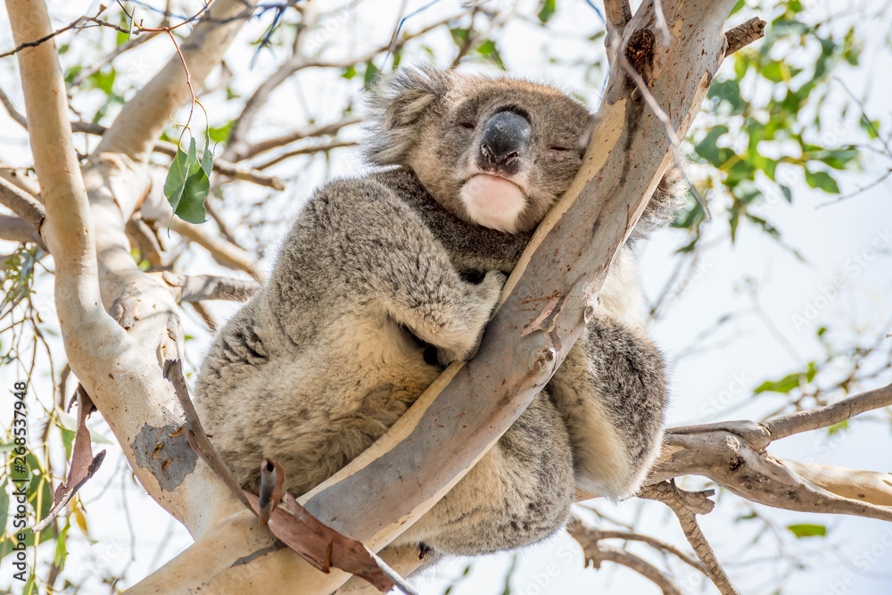 Koala clinging to a high branch looks down with one eye open and one closed, Kangaroo Island, Southern Australia Koala clinging to a high branch looks down with one eye open and one closed, Kangaroo Island, Southern Australia