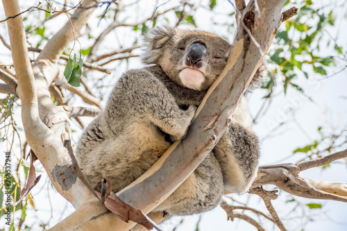 Koala clinging to a high branch looks down with one eye open and one closed, Kangaroo Island, Southern Australia