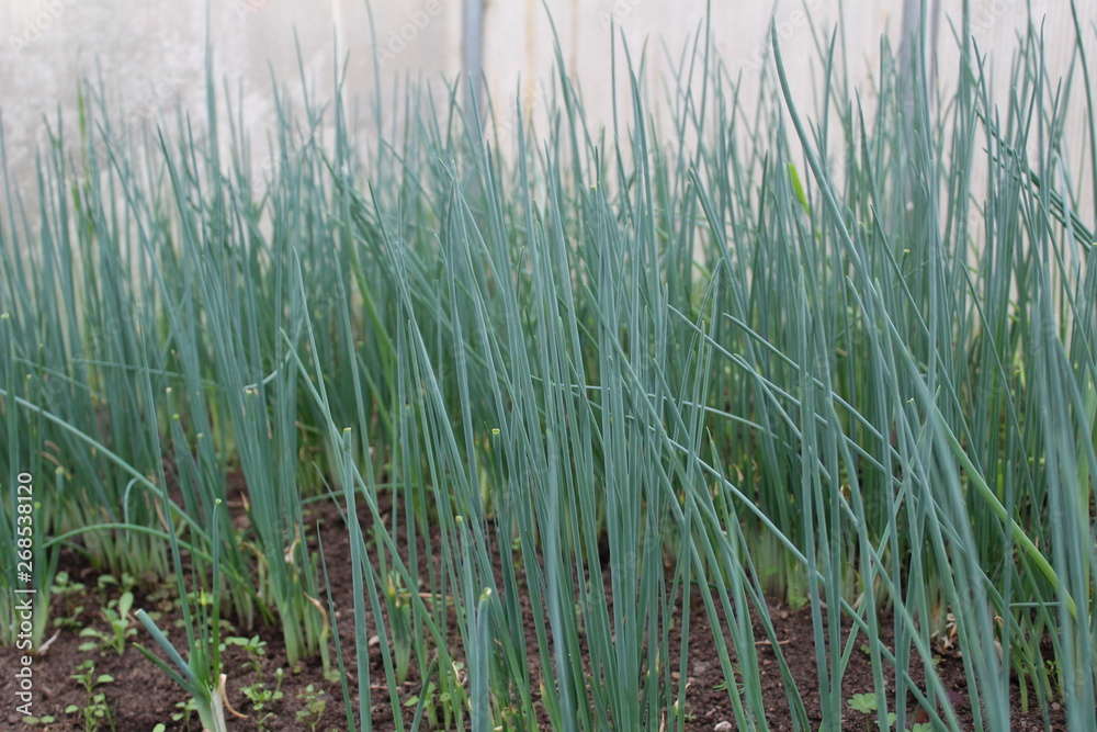 green onions in the greenhouse green onions in the greenhouse
