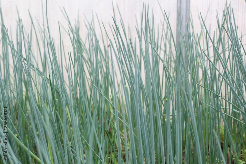 green onions in the greenhouse green onions in the greenhouse