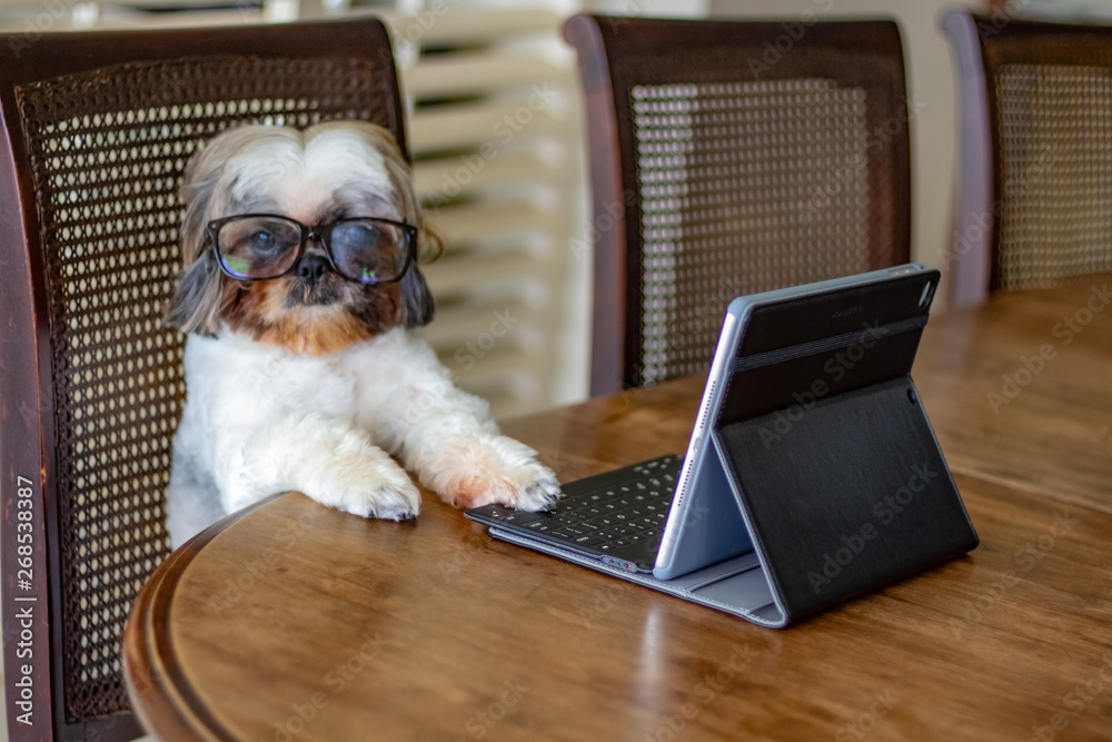 My shih tzu dog is quiet and loves to pose for photos. It thinks it's
