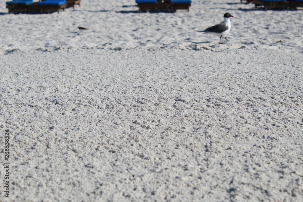 bird on beach bird on beach