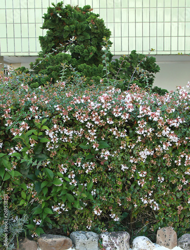 Haie d' Abelia grandifora	 photo