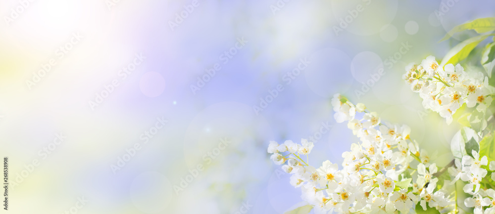 Spring or summer floral background with white bird cherry blossoms and bright bokeh.
