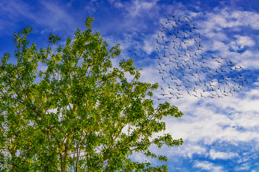 Obraz premium blue sky with clouds . heart of bird silhouettes.