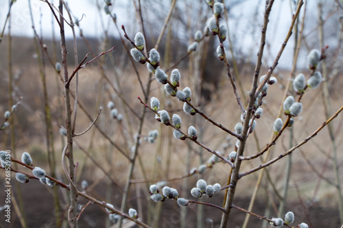 A close-up of a willow blossom, willow katkins, selective focus, Easter background or concept photo