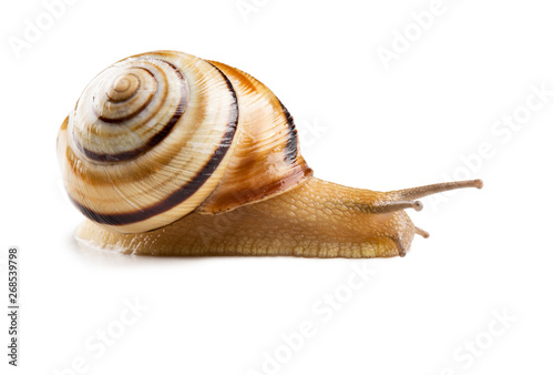 Colorful Helicid Snail isolated on white.
