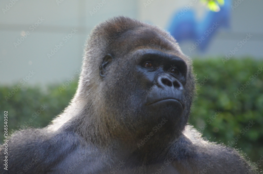 Fototapeta premium Gorilla Portrait