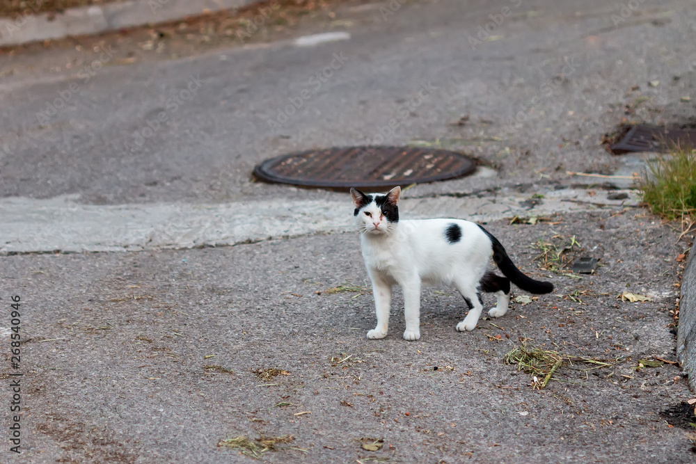 Fototapeta premium Black and white cat on the street