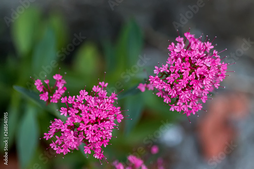 Inflorescence of small pink flowers
