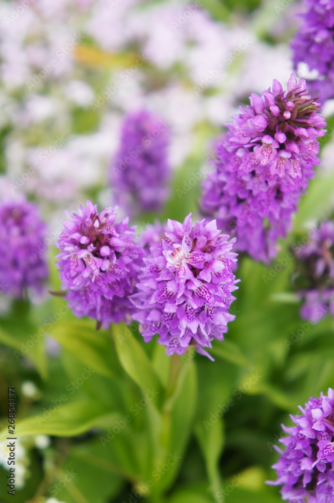 Dactylorhiza maculata or heath spotted-orchid or moorland spotted orchid purple plant vertical