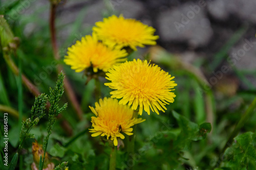 Blooming wild flowers on a green grass.