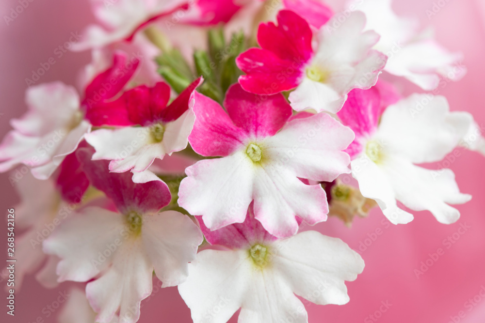 White and pink flowers. Verbena White and pink flowers. Verbena