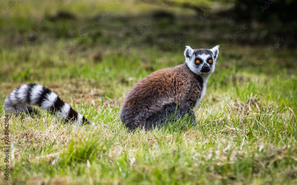 Fototapeta premium Lémurien