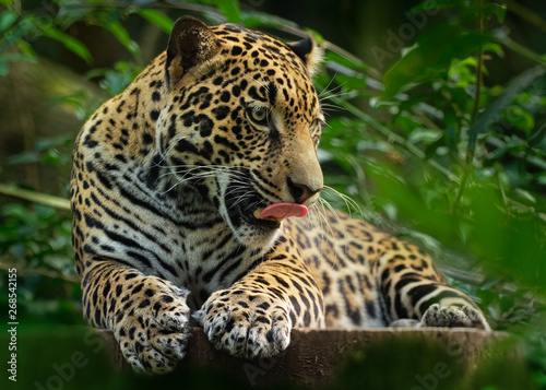 Jaguar - Panthera onca a wild cat species  the only extant member of Panthera native to the Americas