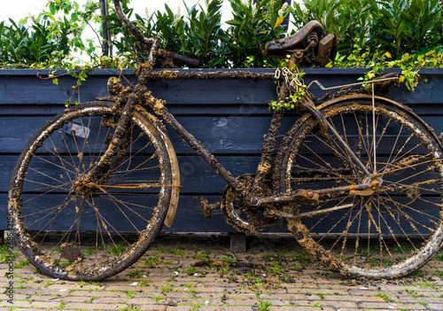 Old rusty bicycle pulled out of the canal water completely incrusted and covered with barnacles and shells in the Netherlands  photo