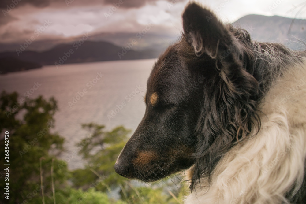 Fototapeta premium Paz salvaje