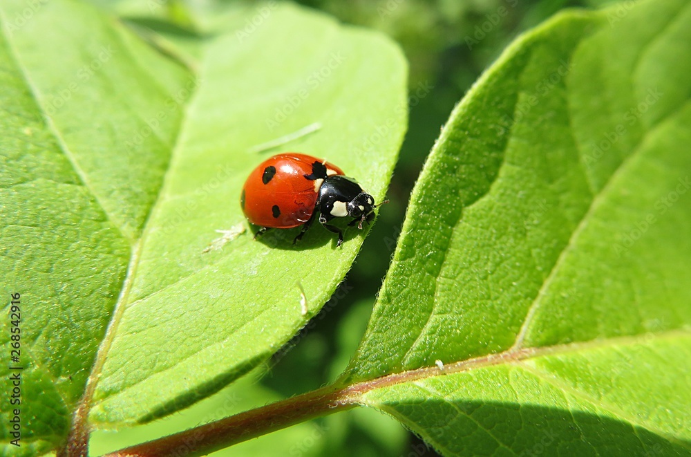 Ladybug on green leaf in the garden, closeup Ladybug on green leaf in the garden, closeup
