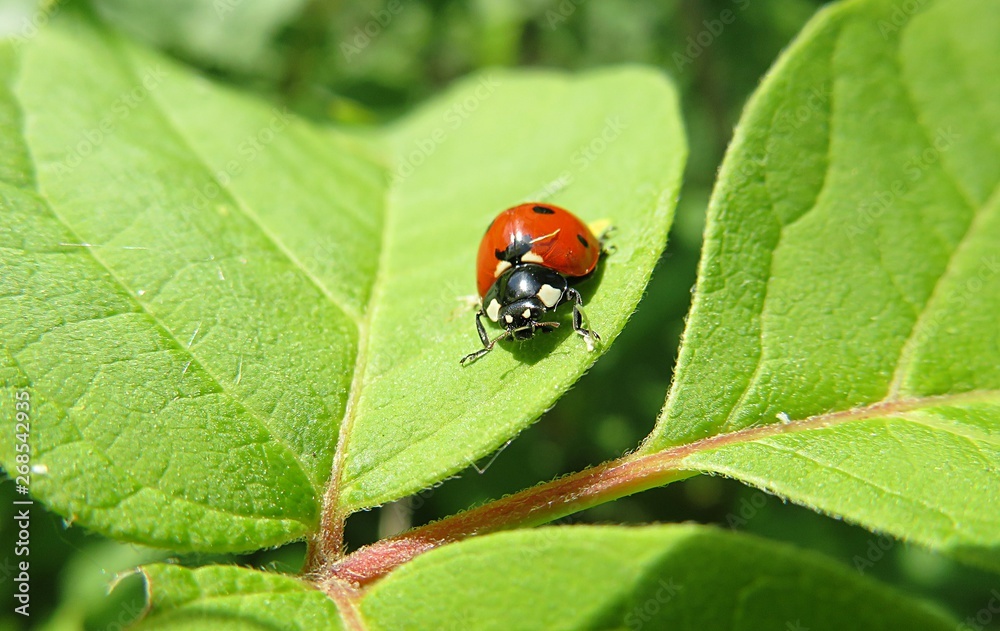 Ladybug on light green leaf in the garden, closeup Ladybug on light green leaf in the garden, closeup