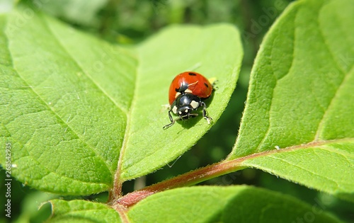 Ladybug on light green leaf in the garden, closeup © natalya2015