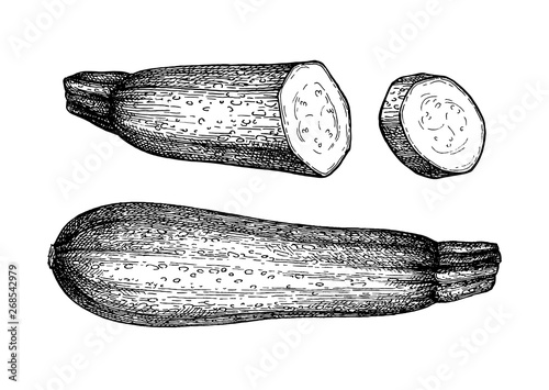 Ink sketch of zucchini