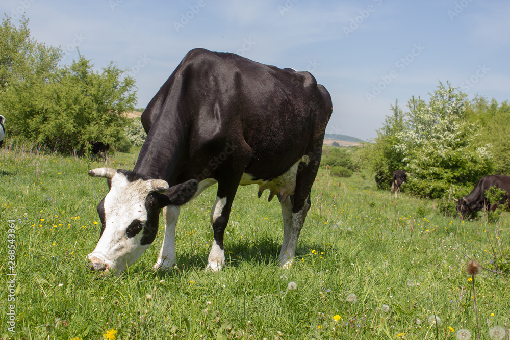 Cow eating grass,One cow is pastured on green grass in the pasture Cow eating grass,One cow is pastured on green grass in the pasture