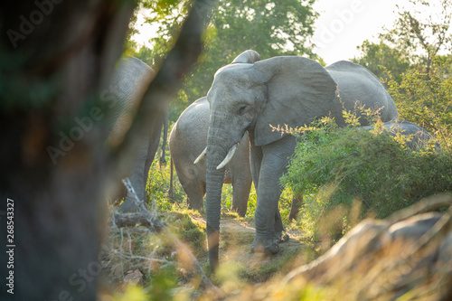 Breeding herd of elephant shyly feeding and drinking in the think bush