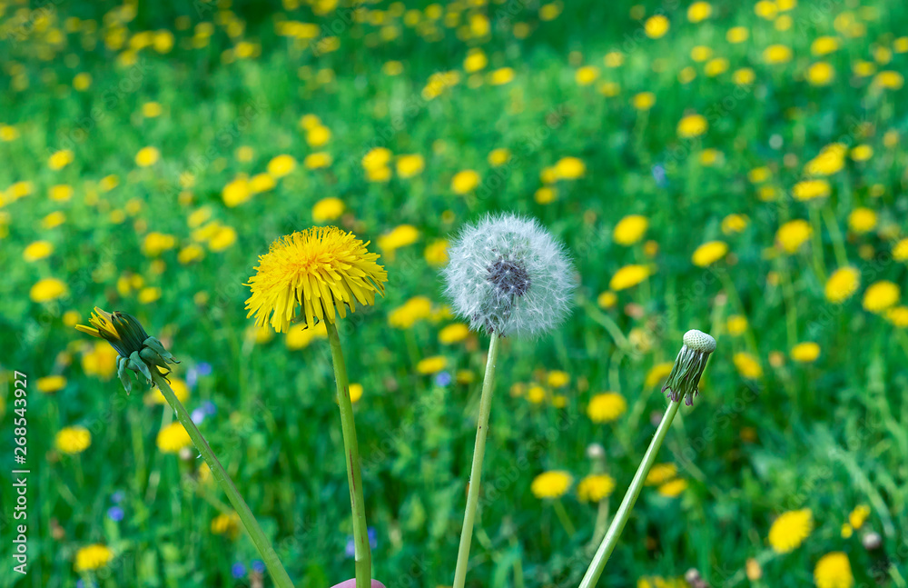 Dandelion flower. The life cycle of a dandelion. Stages of development of a dandelion.