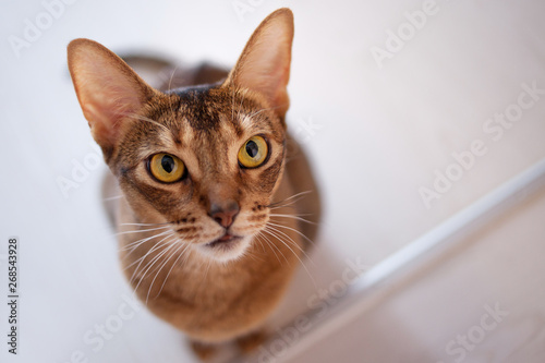 Cute redhead Abyssinian sitting on the floor in the apartment.