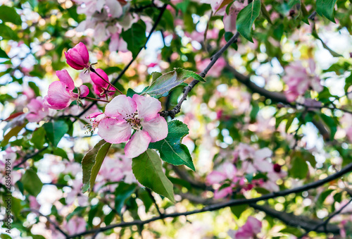 Apple tree blooms in spring. Pink flower of apple tree. Flower background.