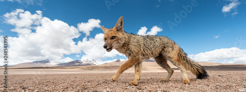 Close encounter with the culpeo (Lycalopex culpaeus) or Andean fox, in his typical territory of the Altiplano landscape at the Siloli desert in Eduardo Avaroa Andean Fauna National Reserve photo