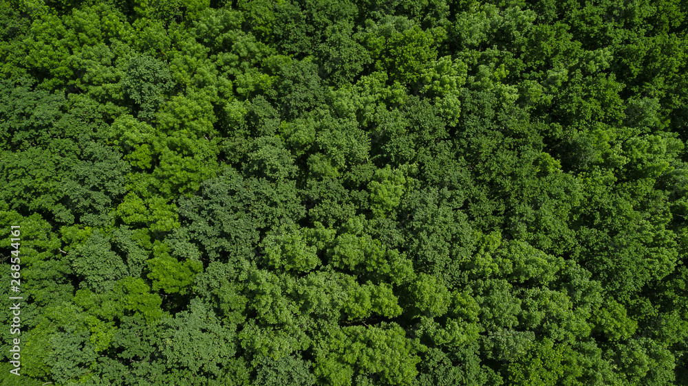 Drone's Eye View - aerial top down foliage trees background, Caucasus, Russia.