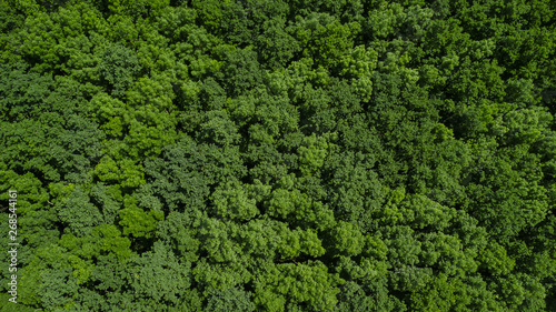 Drone's Eye View - aerial top down foliage trees background, Caucasus, Russia. © Quatrox Production