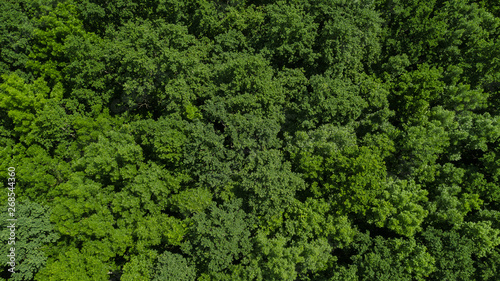 Drone s Eye View - aerial top down foliage trees background  Caucasus  Russia.