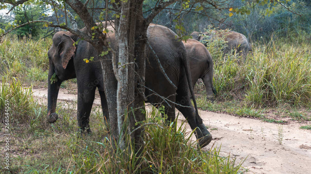 Wild asian elephant herd roaming in Minneriya National Park Sri Lanka