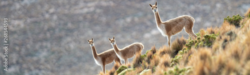 Curious group of Vicuñas in the Bolivian altiplano photo