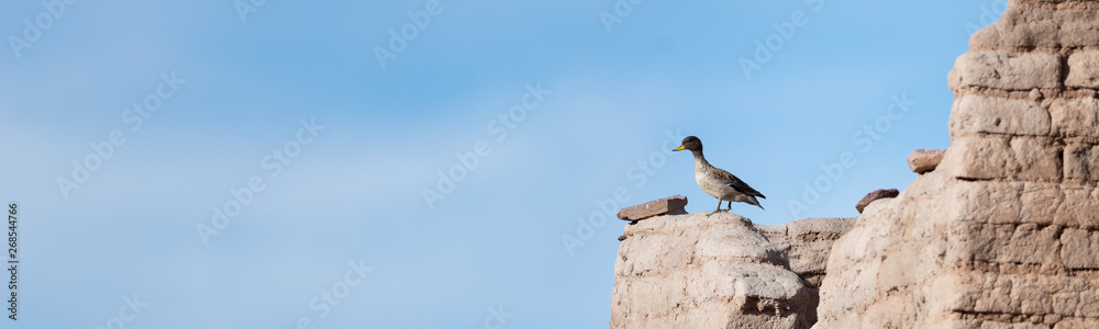 yellow-billed teal (Anas flavirostris) sitting on some ruins in the Bolivian Altiplano