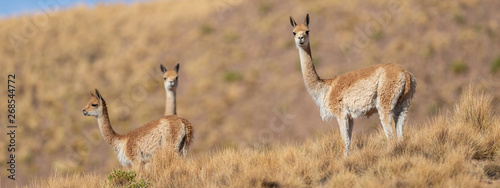 Canvastavla Curious group of Vicuñas in the Bolivian altiplano