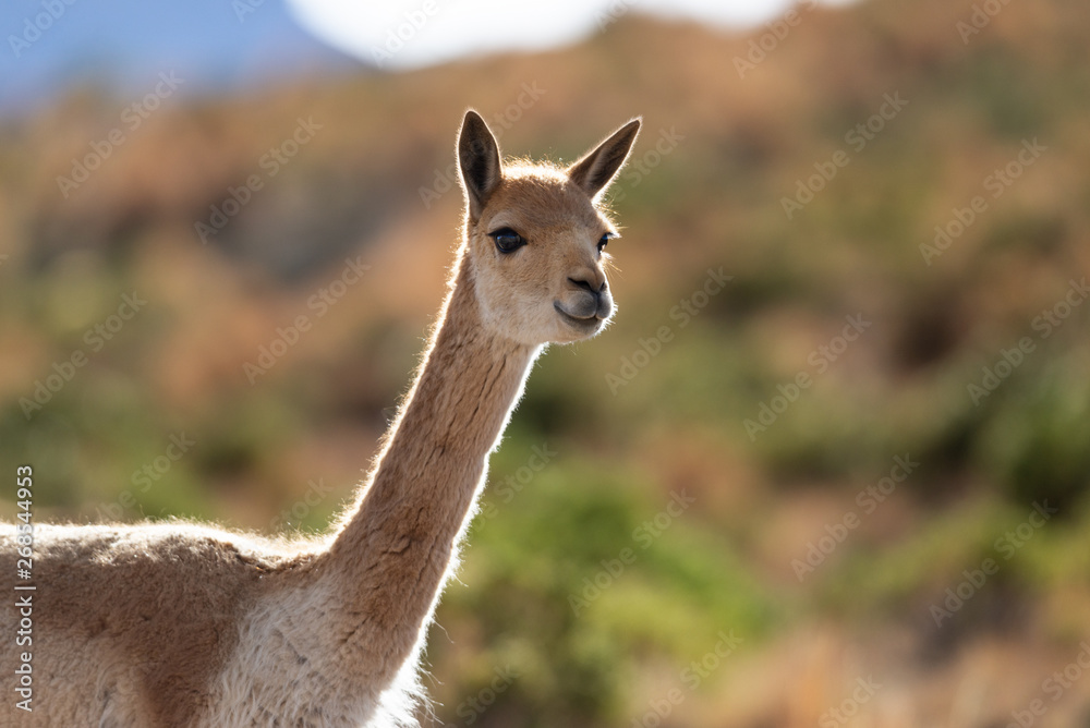 Curious Vicuña in the Bolivian altiplano