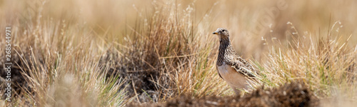 Female grey-breasted seedsnipe in a grassland in the Bolivian Altiplano
