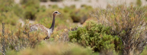 Photography Darwin's rhea (Rhea pennata), also known as the lesser rhea or Puna Rhea in the