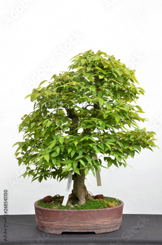 Green broad leaved bonsai tree Zelkova Serrata planted in brown bowl on white background