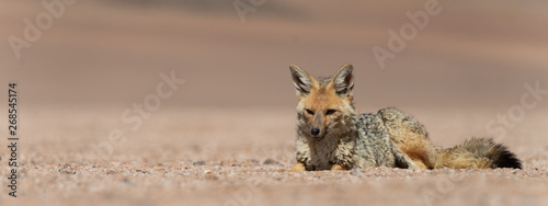 Portrait of resting culpeo (Lycalopex culpaeus) or Andean fox, at the Siloli desert in Eduardo Avaroa Andean Fauna National Reserve