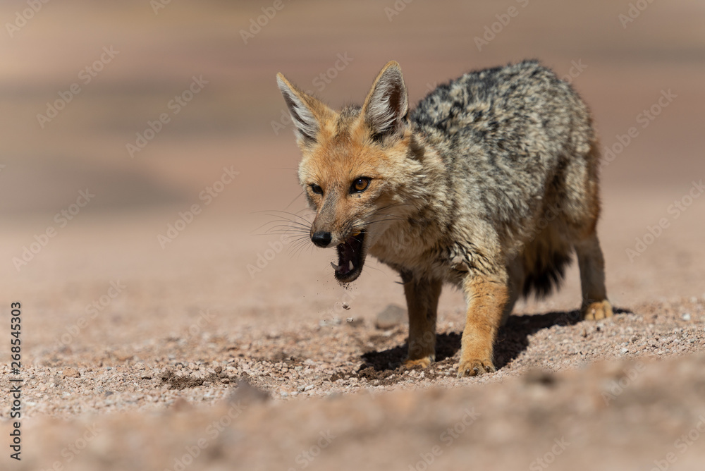 Close encounter with the culpeo (Lycalopex culpaeus) or Andean fox, at the Siloli desert in Eduardo Avaroa Andean Fauna National Reserve Close encounter with the culpeo (Lycalopex culpaeus) or Andean fox, at the Siloli desert in Eduardo Avaroa Andean Fauna National Reserve